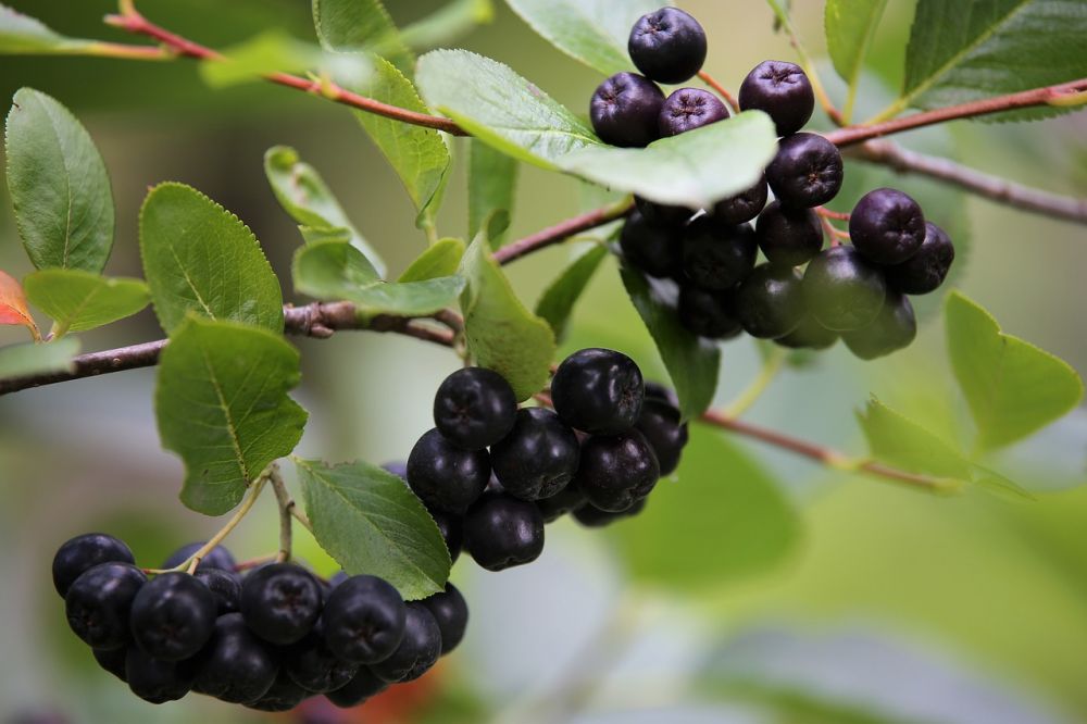 Aronia produkter: helbredens hemmelighed fra naturen